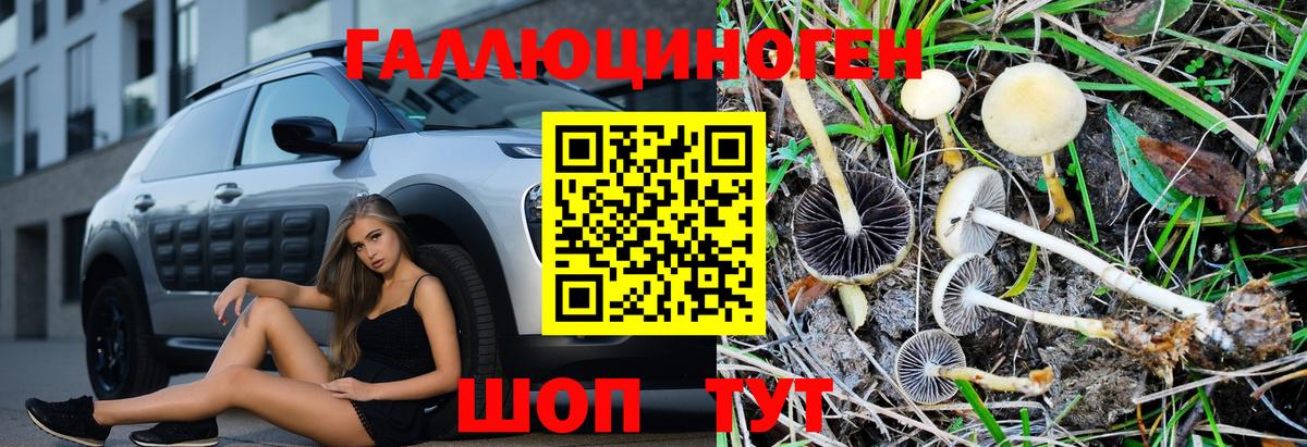 Псилоцибиновые грибы Psilocybine cubensis Сокол